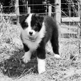 Border Collie Puppies from Cahill’s Canines
