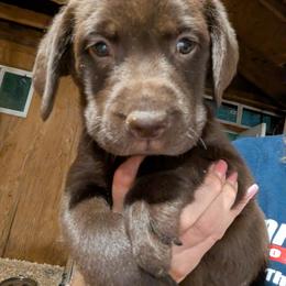 Girl 6 - Chocolate female Labrador Retriever puppy in Belchertown, Massachusetts from C Eastons Chocolate Lab - Pups Available