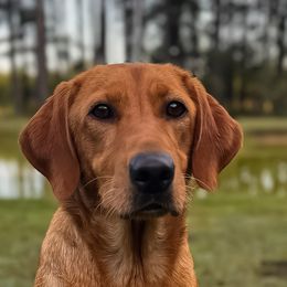 Fever - Labrador Retriever