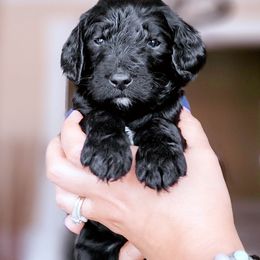 Goldendoodle Puppies from Lucky's Doodlez