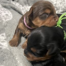 Giblet - Chocolate and tan male Yorkshire Terrier puppy in Atlanta, Georgia from Waggin Buddies Litter