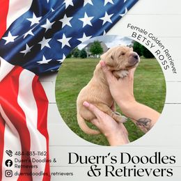 Goldendoodle and Golden Retriever Puppies from Duerr's Doodles & Retrievers