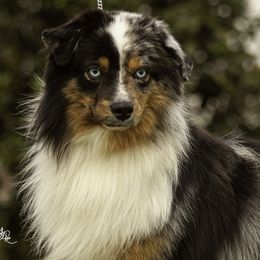 Phamtom - Miniature Australian Shepherd