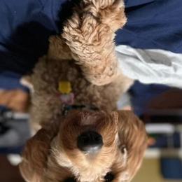 Jo - Goldendoodle