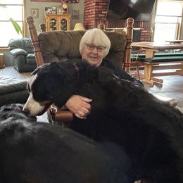 Bernese Mountain Dog Puppies from Lonesome Pine Farm