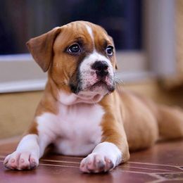 American Staffordshire Terrier Puppies from Liberty Am Staffs