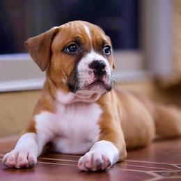 American Staffordshire Terrier Puppies from Liberty Am Staffs