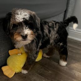 Alicia - Blue merle Bernedoodle puppy in Los Angeles, California from Bernied00dle Love