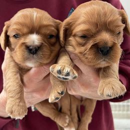 Cavalier King Charles Spaniels and Companion Crosses from Toy Cavaliers