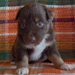 PUMPKIN - Red tri-color female Australian Shepherd puppy in Star City, Arkansas from Blush & Lace Aussie Co.