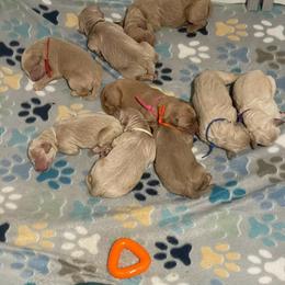 4th pick  Apply if you're interested in a puppy Read Description - Apricot male Goldendoodle puppy in Brooklyn, New York from Lyon and Luna Goldendoodles Bernedoodles