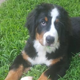 Bernese Mountain Dogs from Evergreen