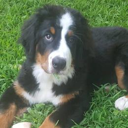 Bernese Mountain Dogs from Evergreen