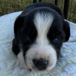 Girl 4 - Black tri female Miniature Australian Shepherd puppy in Potosi, Missouri from Red Hawk Ranch