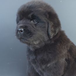 Hector (Red) - Black male Newfoundland puppy in Winfield, Pennsylvania from Najuananlo Newfoundlands