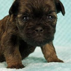Affenpinscher Puppies from Fire Mountain Affenpinschers