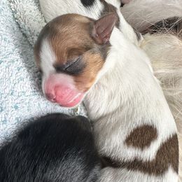 Girl 6 - Tan and white female Yorkshire Terrier puppy in Cullman, Alabama from Little Bark Partí Yorks