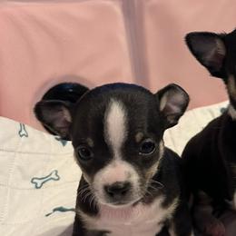 Chihuahuas from Birds by Beckie Chihuahua