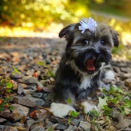 Companion Cross, Mal-Shi, Maltese, Maltipoo, Morkie, and Shih Tzu Puppies from Seeking Shalom Acres Maltese, Maltipoos & Havamalts
