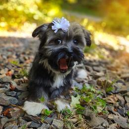 Companion Cross, Mal-Shi, Maltese, Maltipoo, Morkie, and Shih Tzu Puppies from Seeking Shalom Acres Maltese, Maltipoos & Havamalts