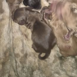 Chocolate boy - Chocolate male Dachshund puppy in Madisonville, Tennessee from LaRose Farm & Kennels