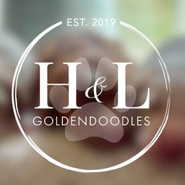 Goldendoodle puppies from H&L GoldenDoodles