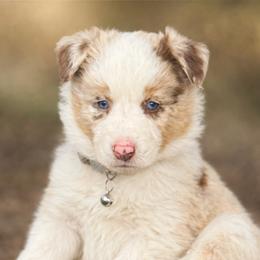 Jake - Red merle male Border Collie puppy in Sanger, California from Flying M Cactus Ranch Buddies