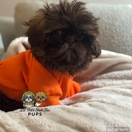 Jude - Chocolate male Shih Tzu puppy in Walkertown, North Carolina from Lil’ Bit’s Shih Tzu