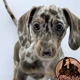 ROSIE - Dapple female Dachshund puppy in Liberty, Texas from Mini Chocolate Factory