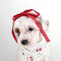 Jersey - Parti female Goldendoodle puppy in Jamestown, Kentucky from Milk & Honey Doodles