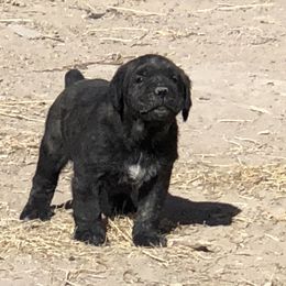 Cane Corso and Lowchen Puppies from High Royal Kennel