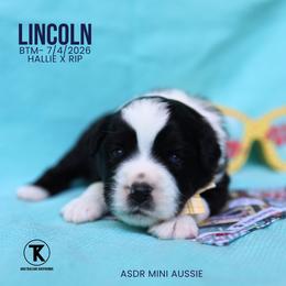 Lincoln - BTM - Black tri male Miniature Australian Shepherd puppy in Nacogdoches, Texas from TK Standard, Mini, & Toy Aussies