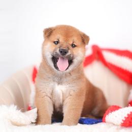 Naruto - Red male Shiba Inu puppy in Neosho, Missouri from Sunny Terrace Shibas