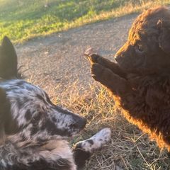 Boy 2 - Mudi puppy from Graves Farm Mudi