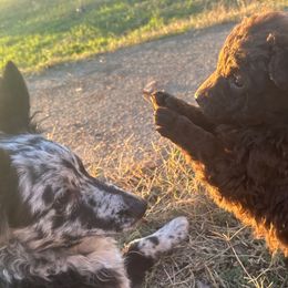Boy 2 - Mudi puppy from Graves Farm Mudi