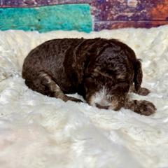 Brown phantom - male Australian Mountain Doodle puppy in Blue Springs, Missouri from Jeanie’s Doodles