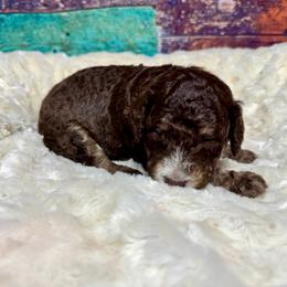 Brown phantom - male Australian Mountain Doodle puppy in Blue Springs, Missouri from Jeanie’s Doodles