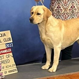 Sunny - Labrador Retriever
