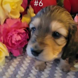Dachshund Puppies from CLARK'S BREEDING PROGRAM