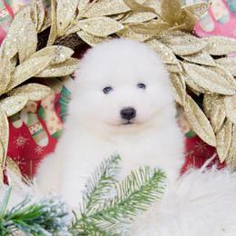 Rolo - White and biscuit male Samoyed puppy in West Jordan, Utah from Rocky Mountain Samoyeds