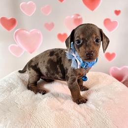 Reeses Pieces - Dapple female Dachshund puppy in Alvin, Texas from Cosson's Dachshunds of Alvin