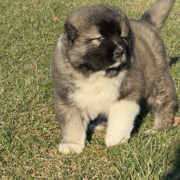 Caucasian Shepherd Dog Puppies from Sila V Krovi