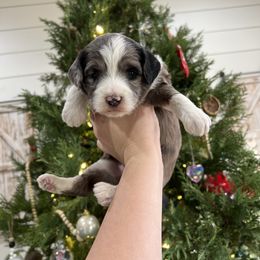 Aussiedoodle and Goldendoodle Puppies from Saddle Hill Farms