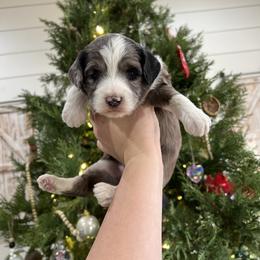 Aussiedoodle and Goldendoodle Puppies from Saddle Hill Farms
