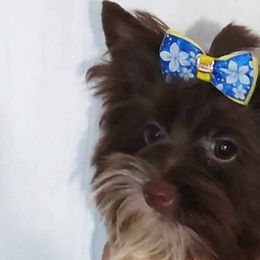 Biewer Terriers from Melissa Lichtenberg