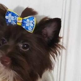 Biewer Terriers from Melissa Lichtenberg