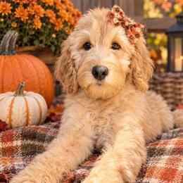 Bellini - Apricot female Goldendoodle puppy in Mount Pleasant, Tennessee from Doodle My Heart