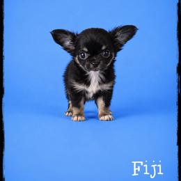 Fiji - Black and tan male Chihuahua puppy in Demorest, Georgia from Sourpatch Chihuahuas