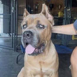 Cane Corso Puppies from Venom Cane Corsos