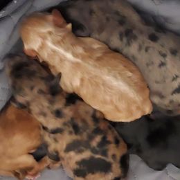 Girl 2 - Merle female Whoodle puppy in Tomball, Texas from Texas Puppy Dreams LLC dba Whoodles and Co.